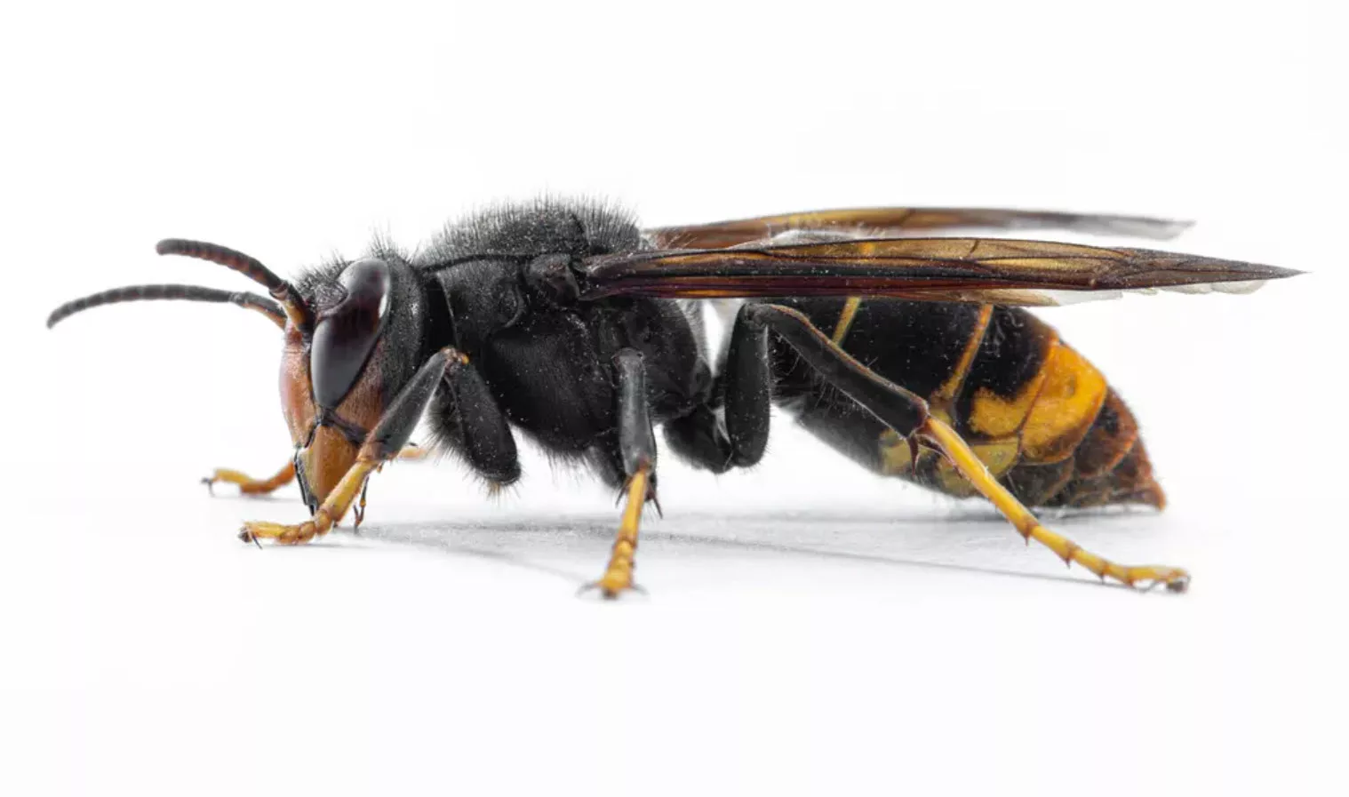 Reconnaître le frelon asiatique
